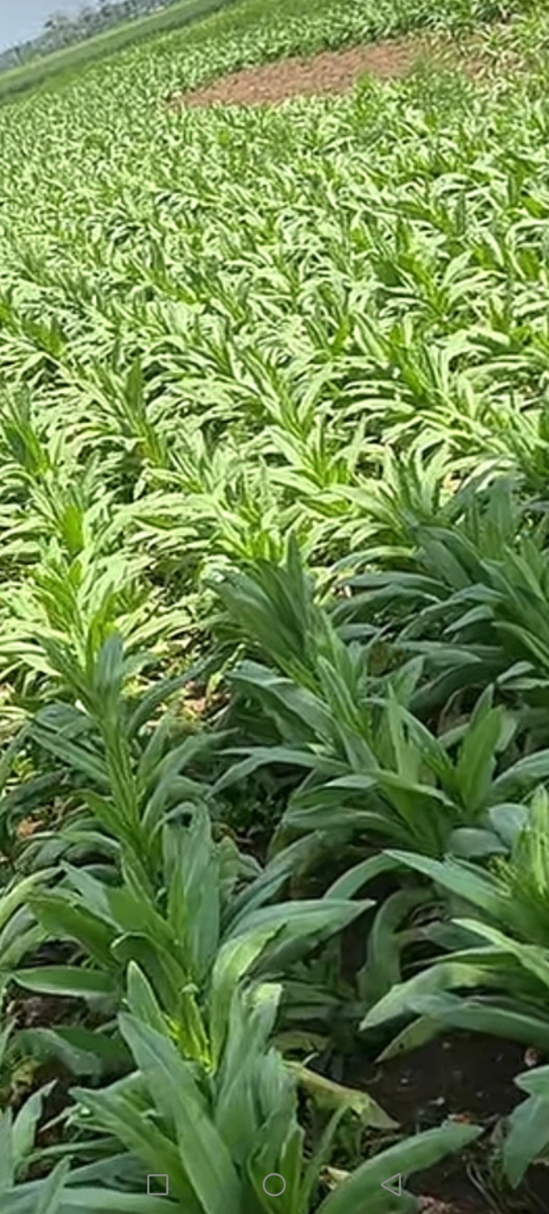 涡阳特产苔干贡菜，一手货源，产地直发，自然凉晒，量大优惠