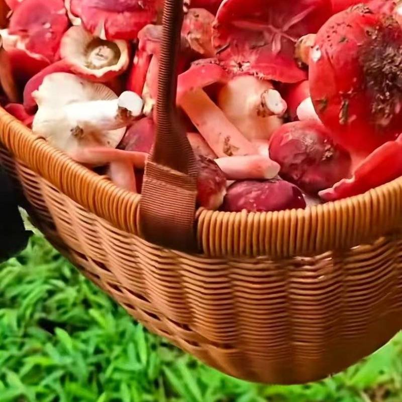 云南野生红菌干货