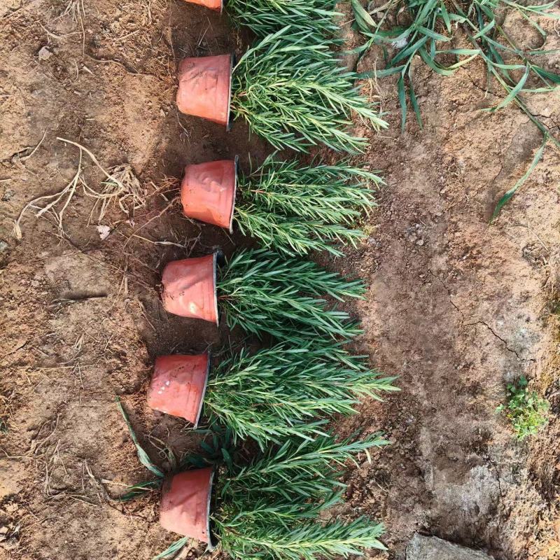 100万盆迷迭香基地直发，质量杠杠滴，支持实地看货