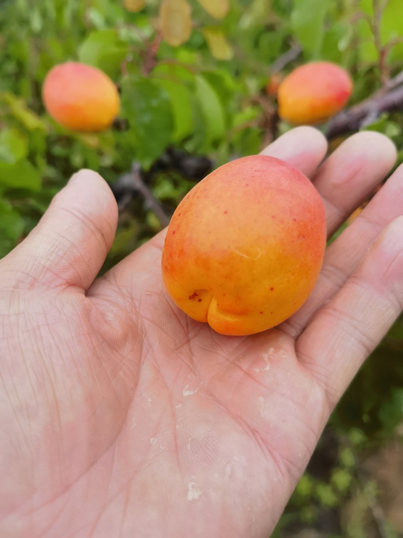 红合婆杏，大量上市