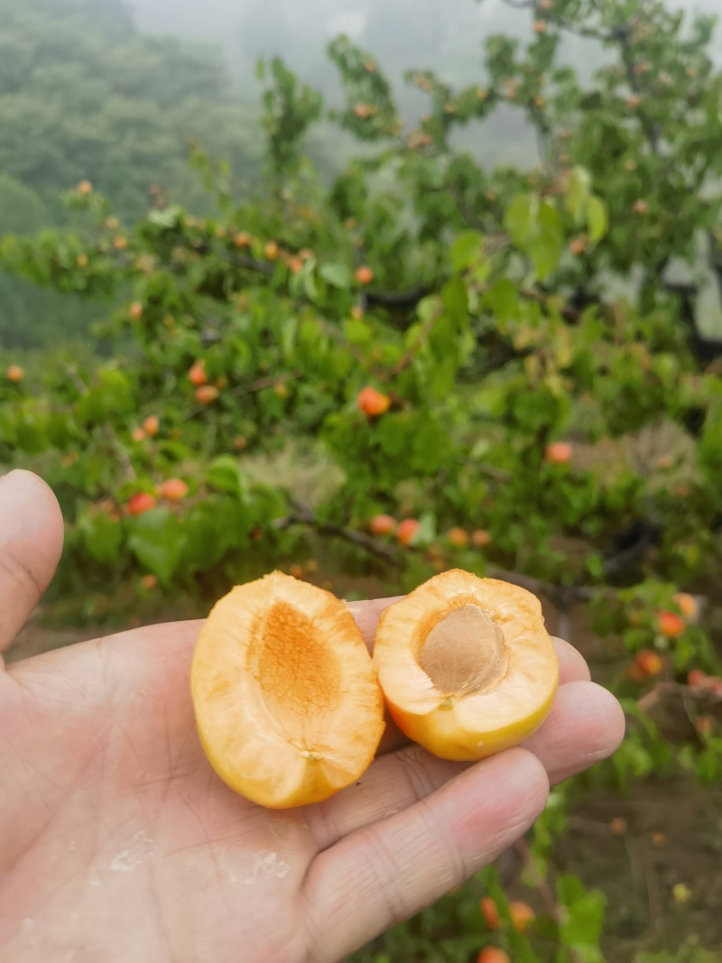 红合婆杏，大量上市