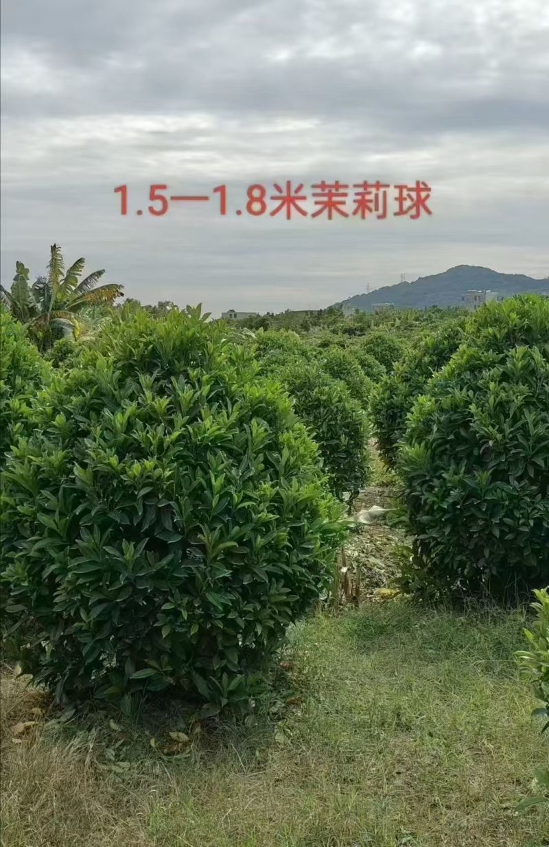 出售非州茉莉80一1米-1.2一1.5一2米布袋苗