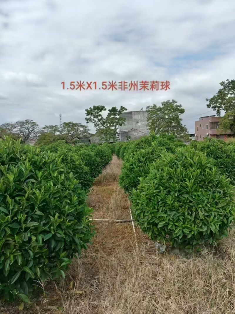 出售非州茉莉80一1米-1.2一1.5一2米布袋苗