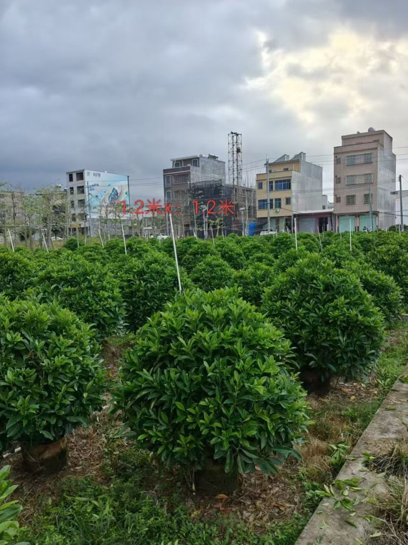 出售非州茉莉80一1米-1.2一1.5一2米布袋苗