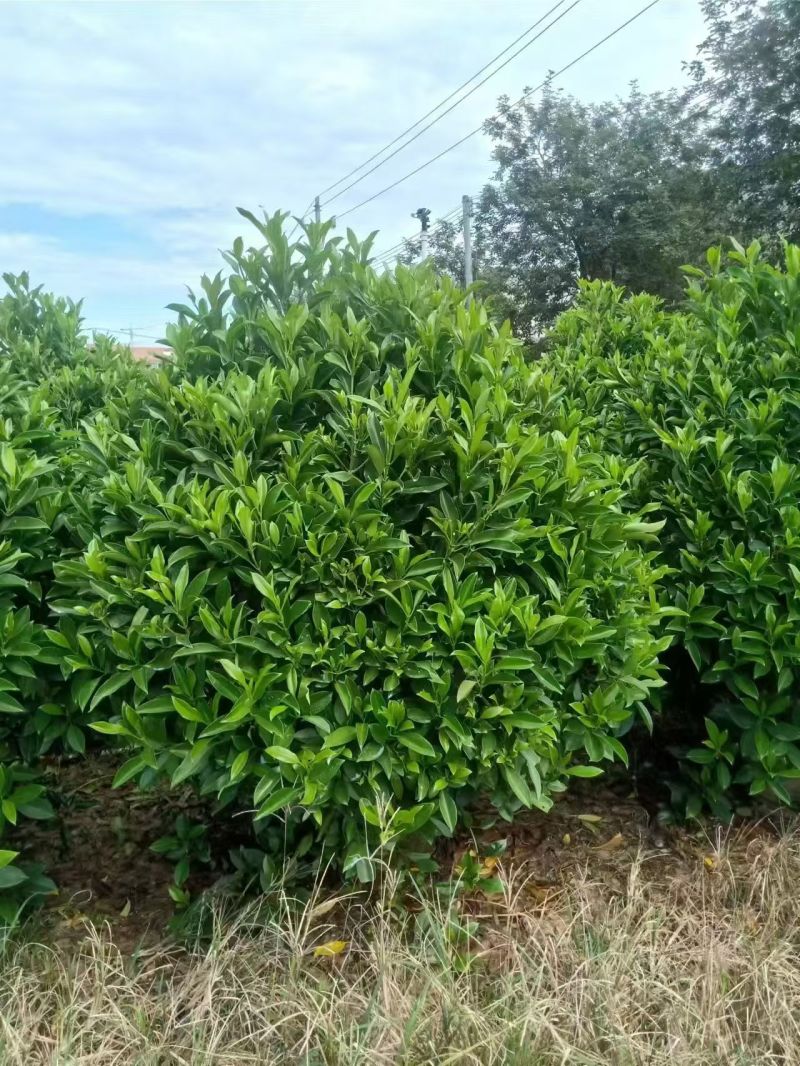 出售非州茉莉80一1米-1.2一1.5一2米布袋苗