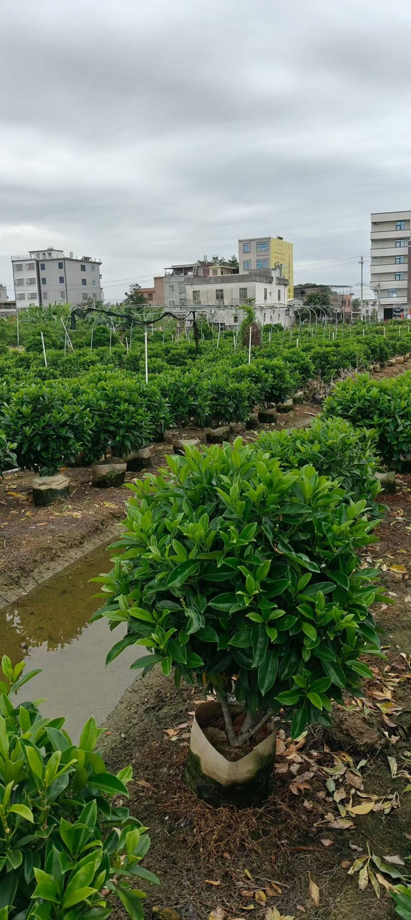 出售非州茉莉80一1米-1.2一1.5一2米布袋苗