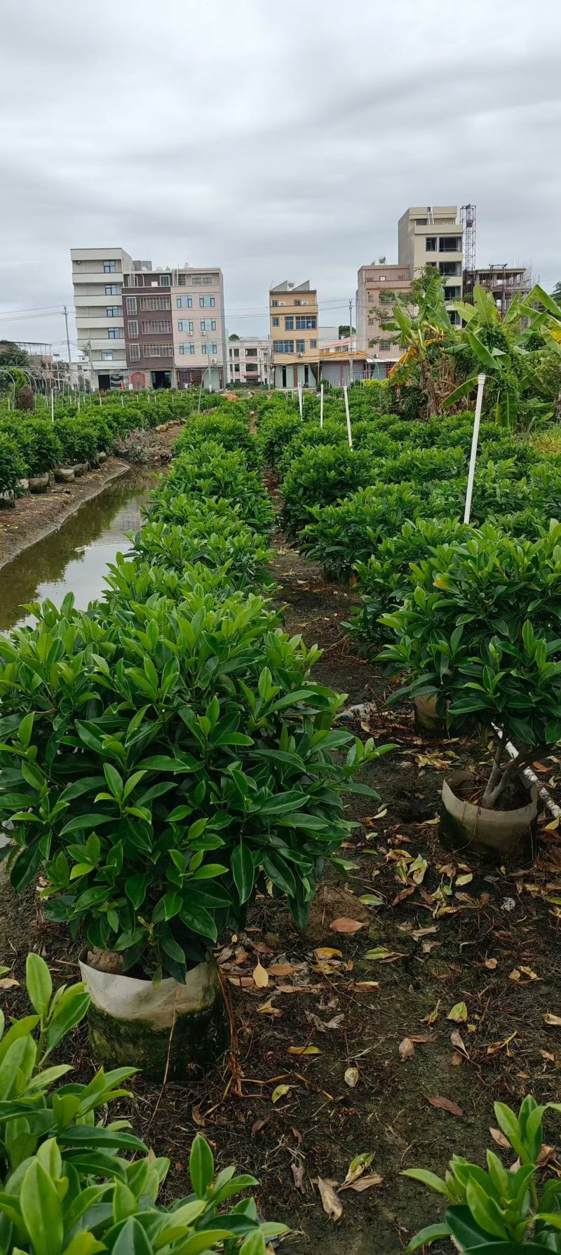 出售非州茉莉80一1米-1.2一1.5一2米布袋苗