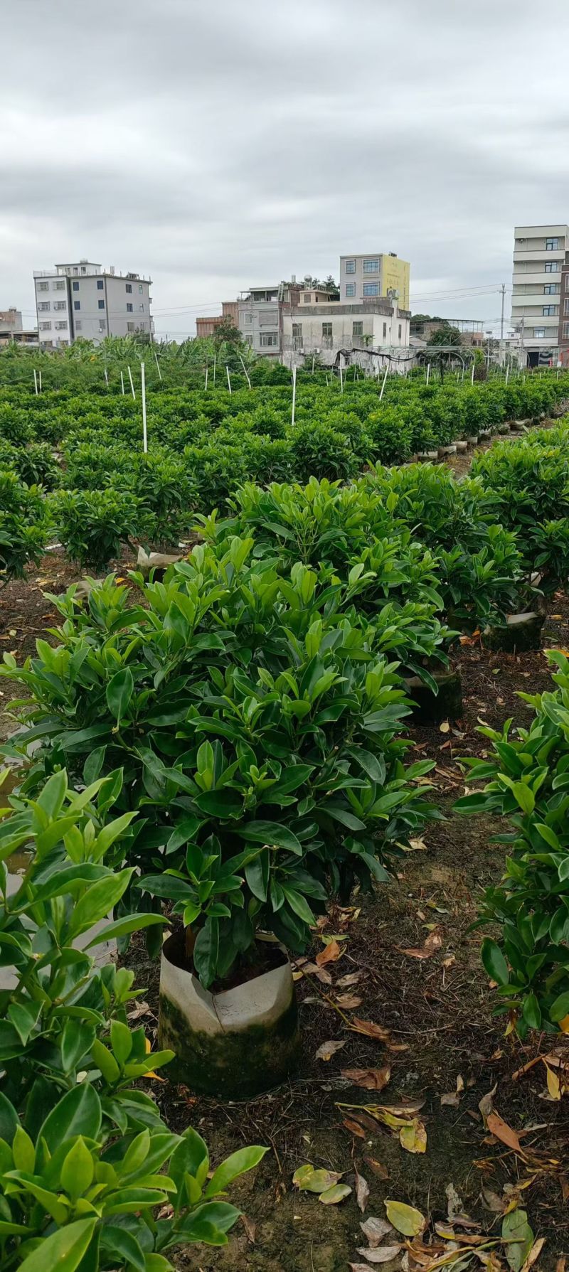 出售非州茉莉80一1米-1.2一1.5一2米布袋苗
