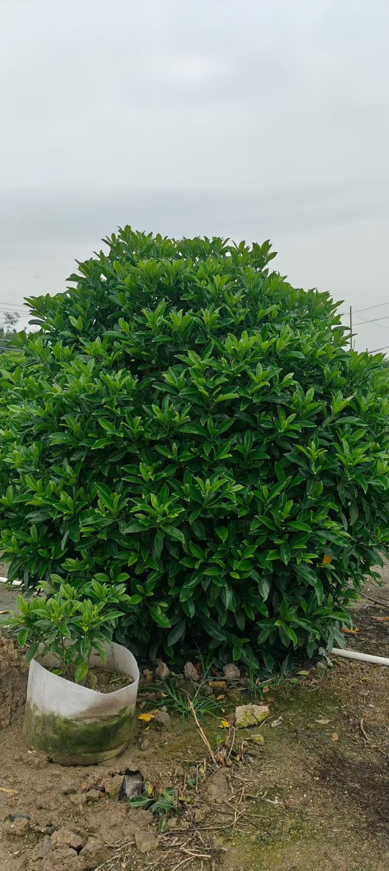 出售非州茉莉80一1米-1.2一1.5一2米布袋苗