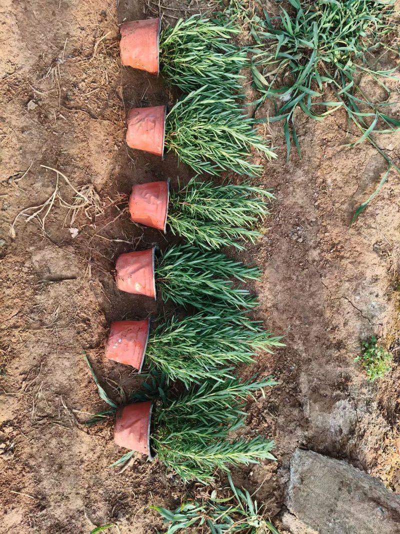 100万盆迷迭香基地直发，质量杠杠滴，支持实地看货