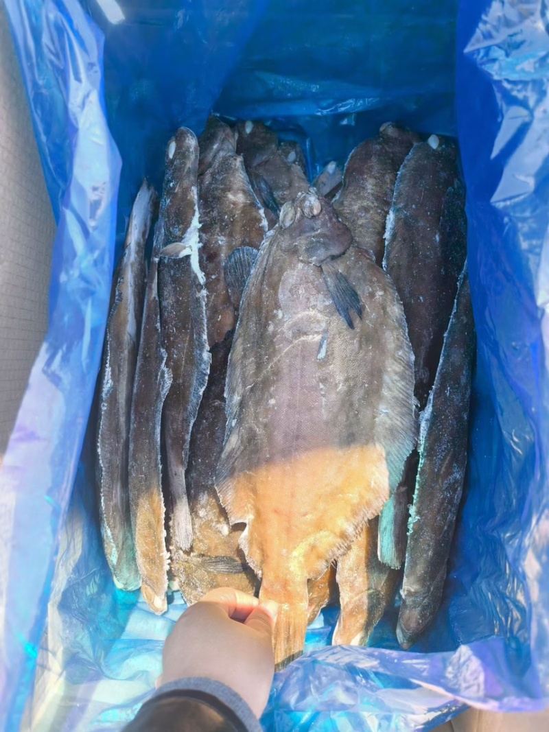 油鲽，单冻油鲽，油鲽原料