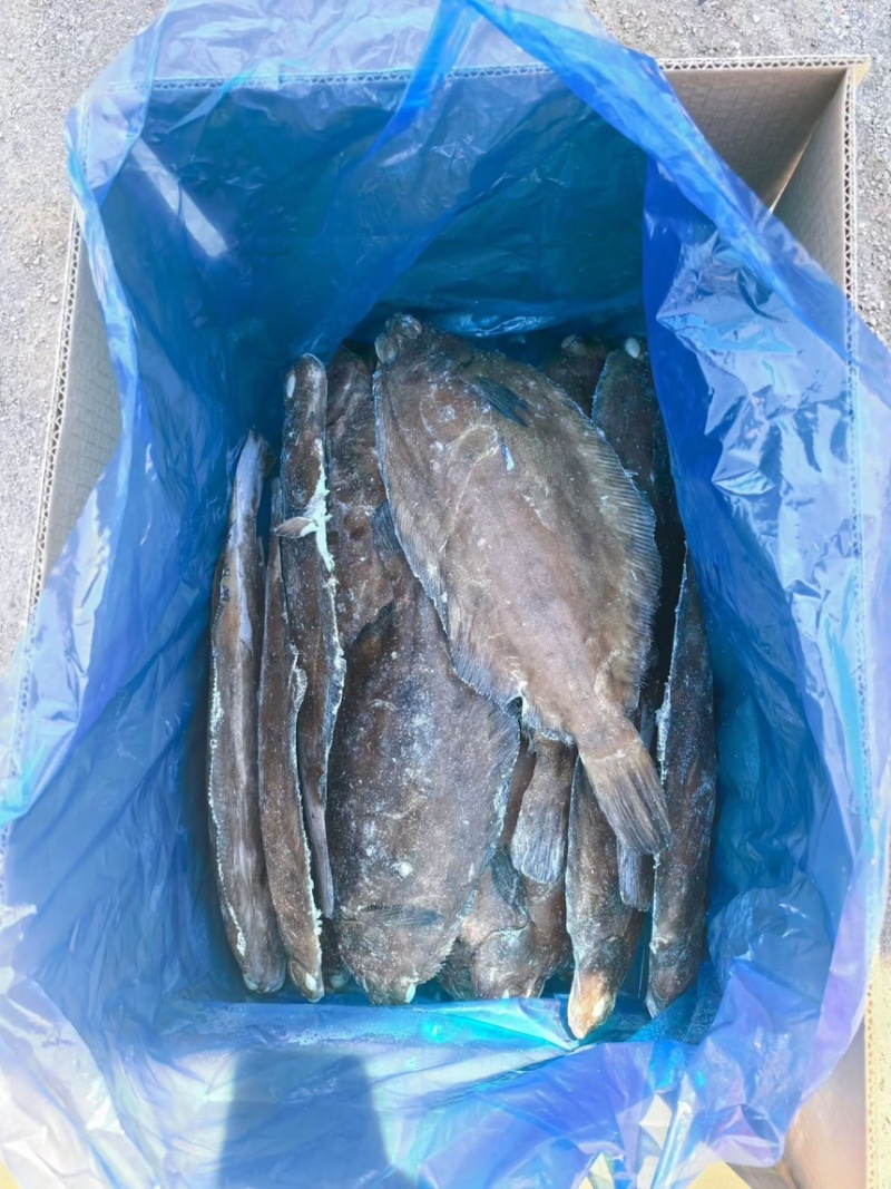 油鲽，单冻油鲽，油鲽原料