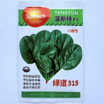 波斯特直立耐热菠菜种子50克深油绿色大半圆叶菠菜种子
