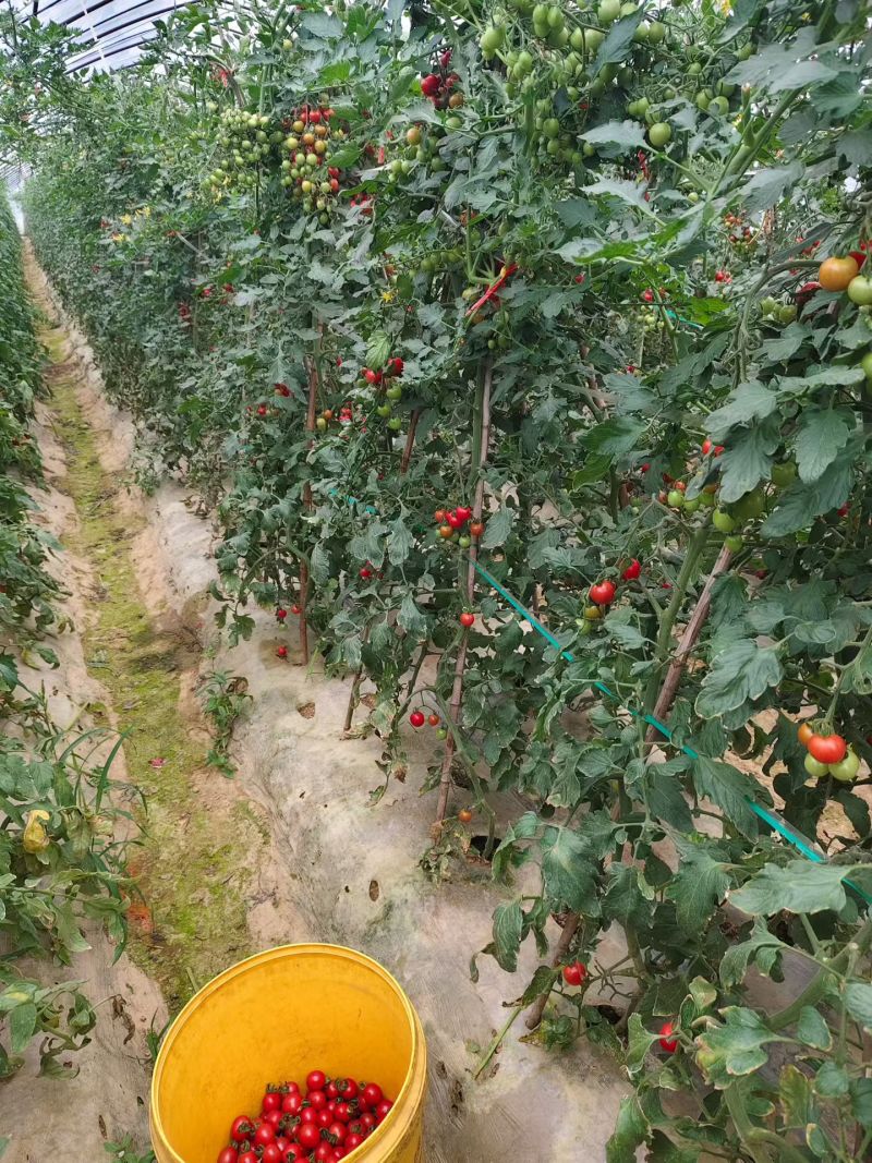 武汉小番茄圣女果皮薄爆汁，番茄味浓郁，小时候的味道