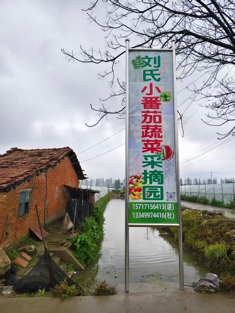 武汉小番茄圣女果皮薄爆汁，番茄味浓郁，小时候的味道
