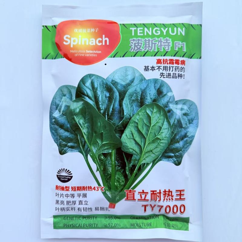 波斯特直立耐热菠菜种子50克深油绿色大半圆叶菠菜种子