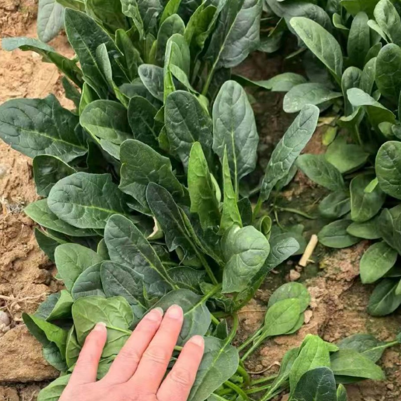 波斯特直立耐热菠菜种子50克深油绿色大半圆叶菠菜种子