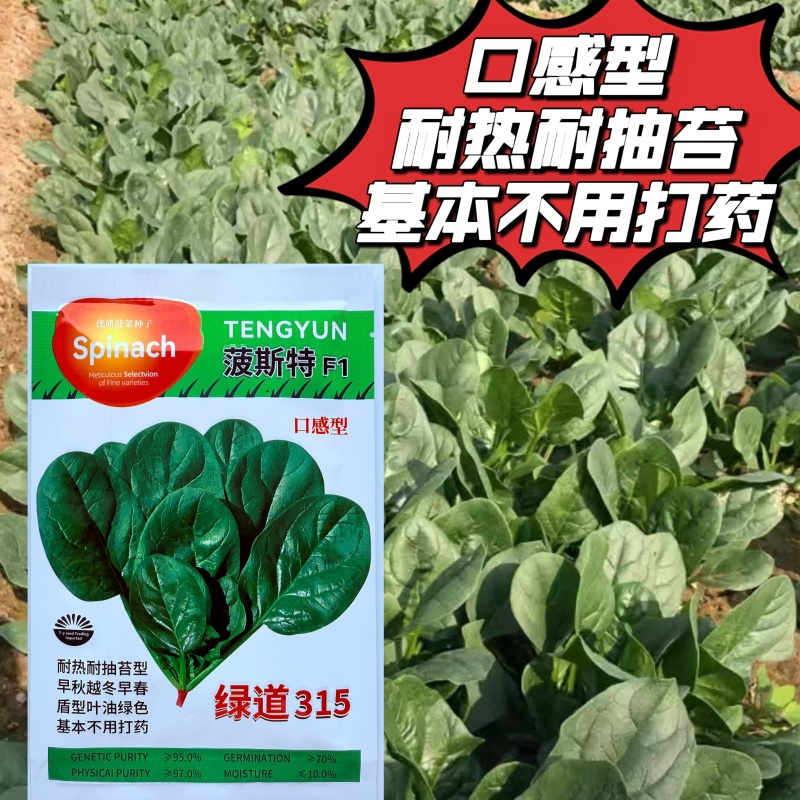 波斯特直立耐热菠菜种子50克深油绿色大半圆叶菠菜种子