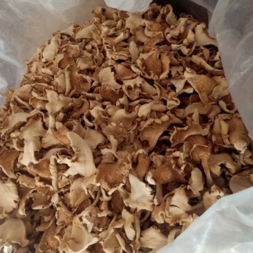 鸿运菇干品，现货400斤，五硫化，无霉变，自然晾干，