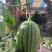 小糖丸、2k小吊瓜🍉大棚头茬、皮薄、口感甜、