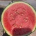 小糖丸、2k小吊瓜🍉大棚头茬、皮薄、口感甜、