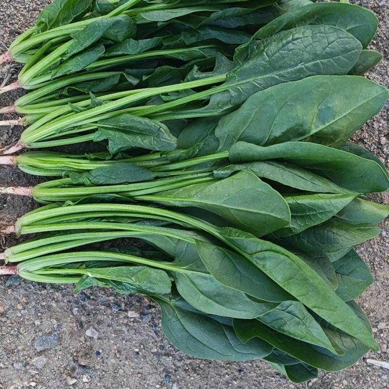 大叶菠菜