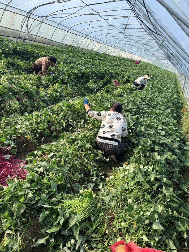 红薯种苗西瓜红扩繁大田大量供应.