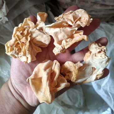 竹耳大白木耳竹耳无根白木耳