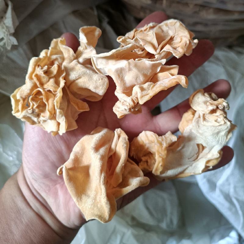 竹耳大白木耳竹耳无根白木耳