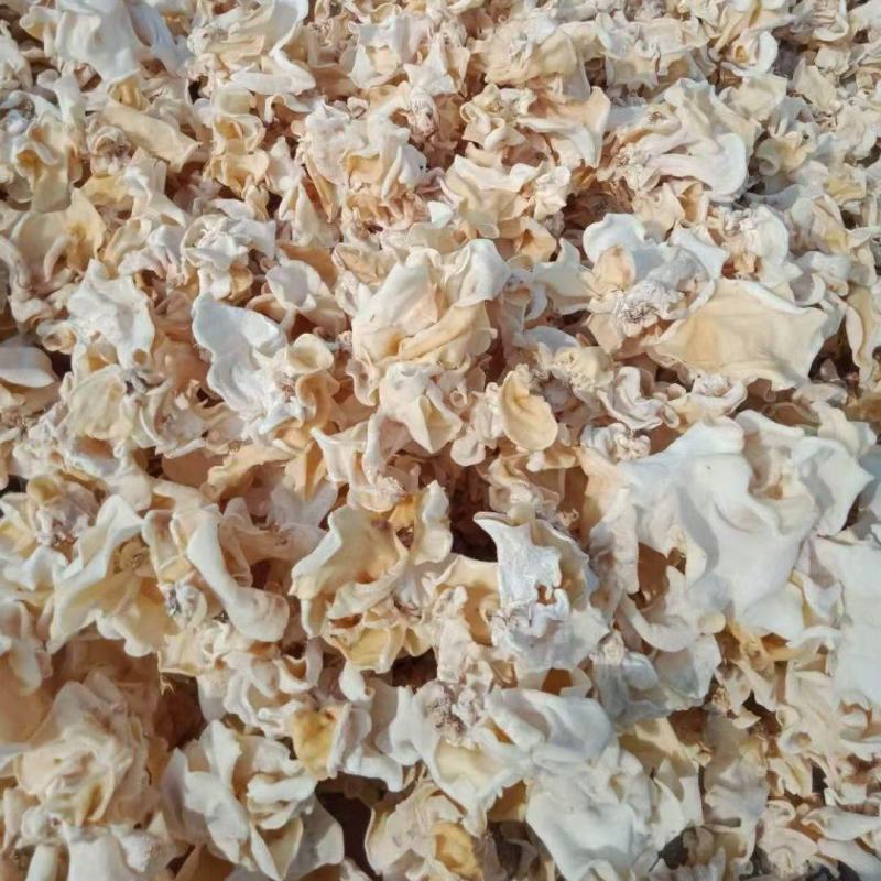 大白木耳无根大白木耳、玉木耳大个头、电商白木耳优质白木耳