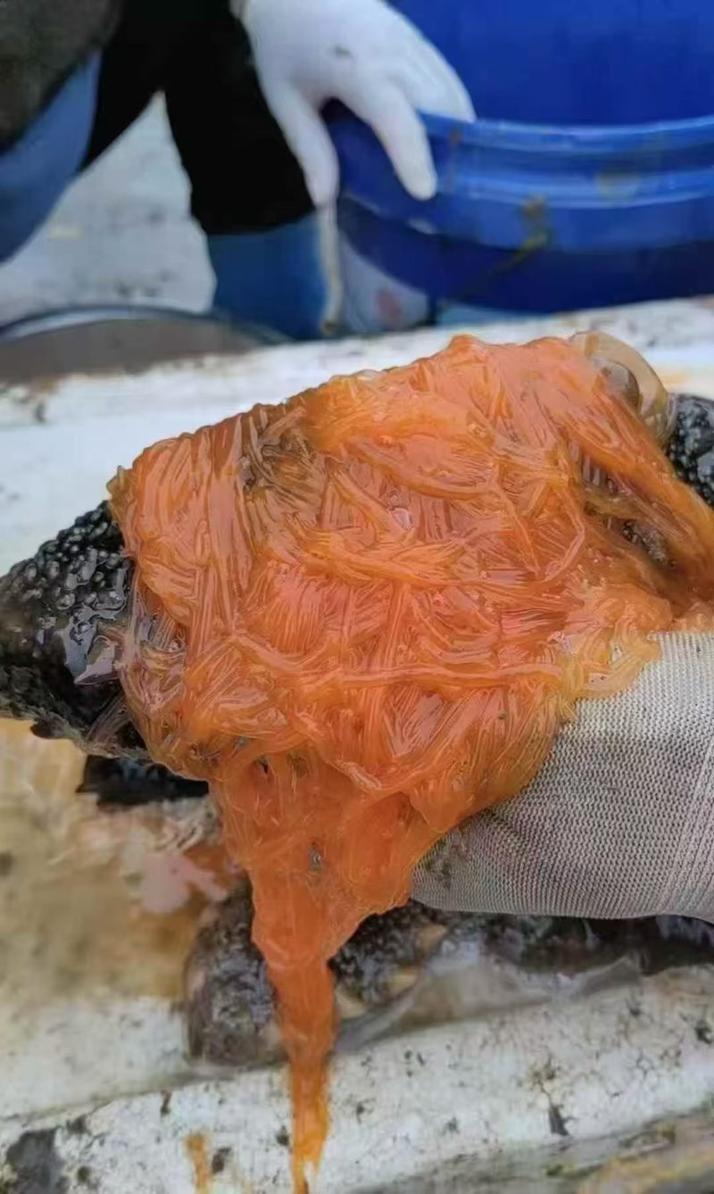 海参花，又名海黄金，海中之金，营养价值很高，纯原浆货。