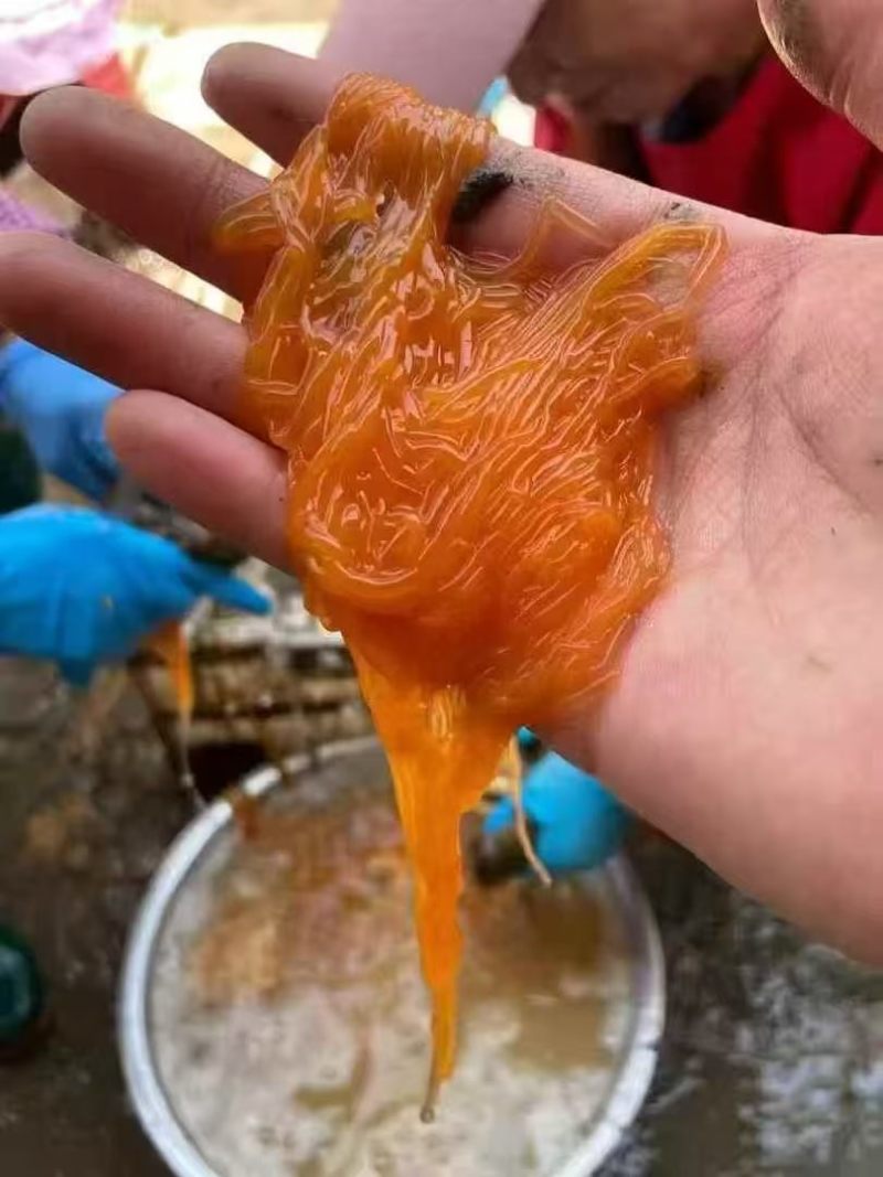 海参花，又名海黄金，海中之金，营养价值很高，纯原浆货。