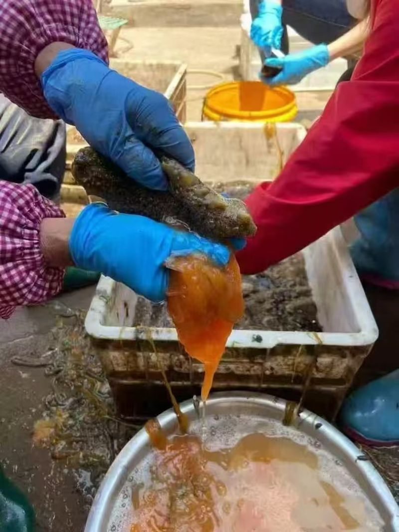 海参花，又名海黄金，海中之金，营养价值很高，纯原浆货。