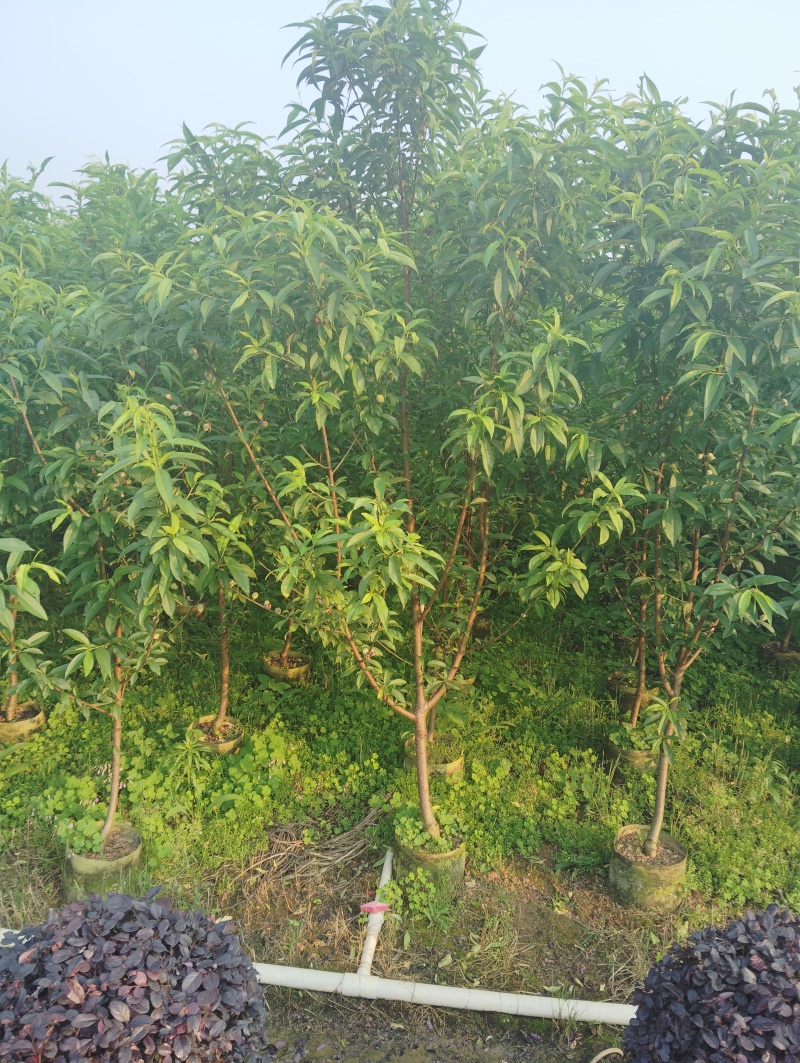 青叶碧桃