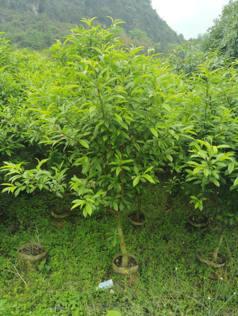 青叶碧桃