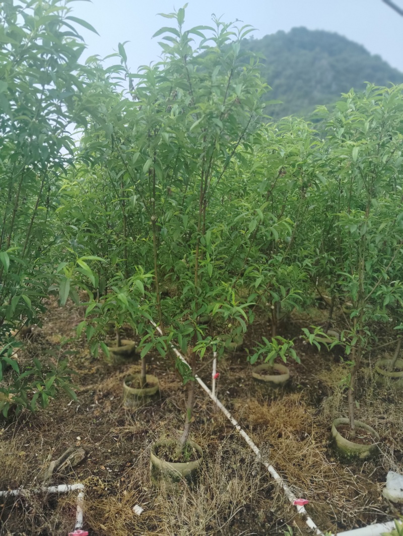 青叶碧桃