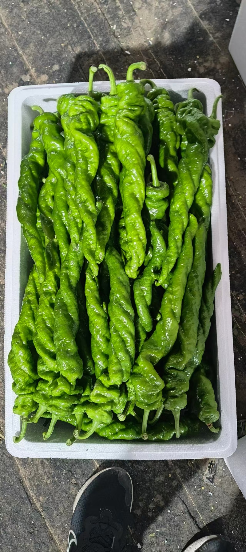 大果型璇龙椒，螺丝椒，半璇椒，中度辣，顺直型，皮薄，青绿
