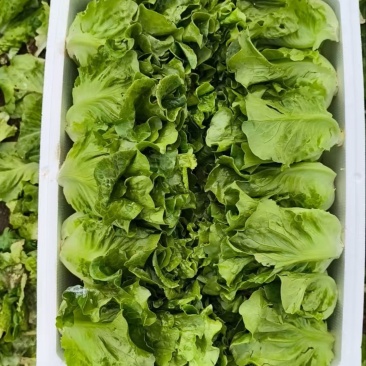 生菜散叶生菜脆内爽口现拔现发产地直供欢迎来电