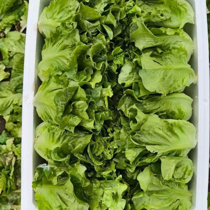 生菜散叶生菜脆内爽口现拔现发产地直供欢迎来电