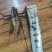 夏季铁皮大蝈蝈