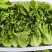 生菜散叶生菜脆内爽口现拔现发产地直供欢迎来电