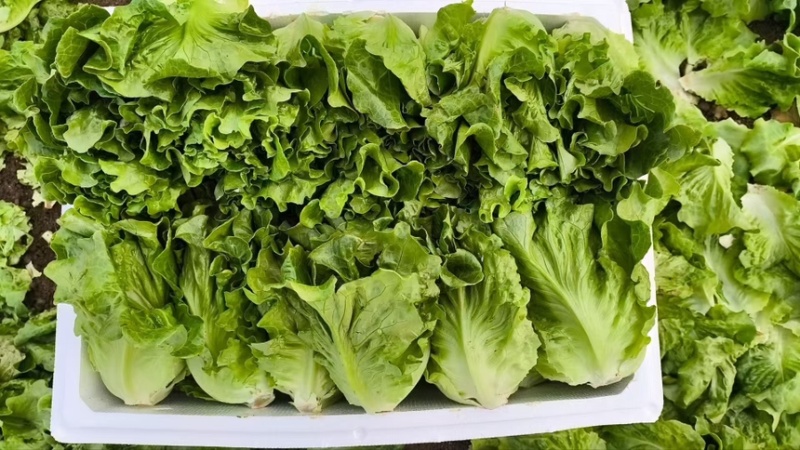 生菜散叶生菜脆内爽口现拔现发产地直供欢迎来电