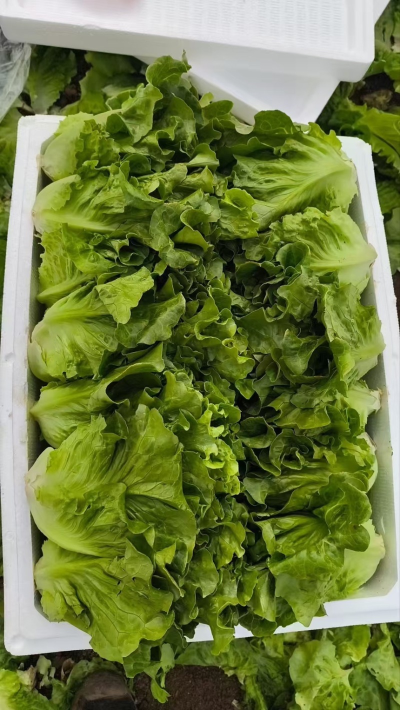 生菜散叶生菜脆内爽口现拔现发产地直供欢迎来电