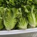 生菜散叶生菜脆内爽口现拔现发产地直供欢迎来电