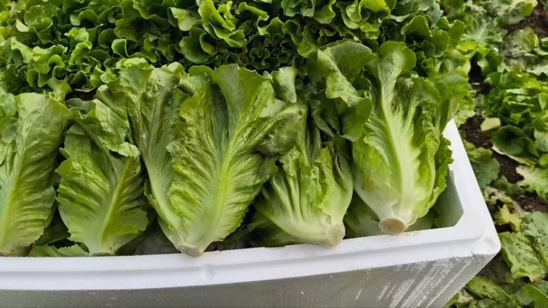 生菜散叶生菜脆内爽口现拔现发产地直供欢迎来电