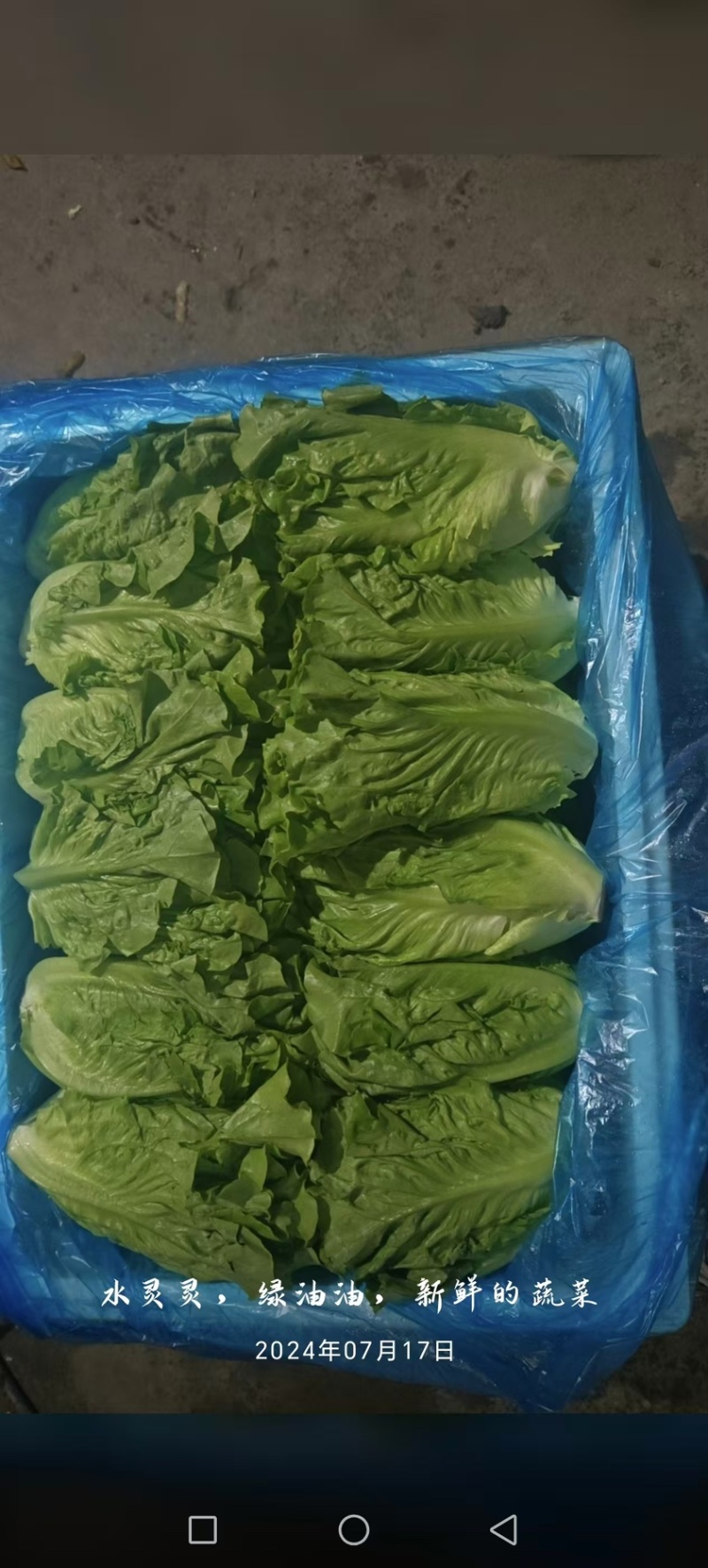 生菜散叶生菜脆内爽口现拔现发产地直供欢迎来电