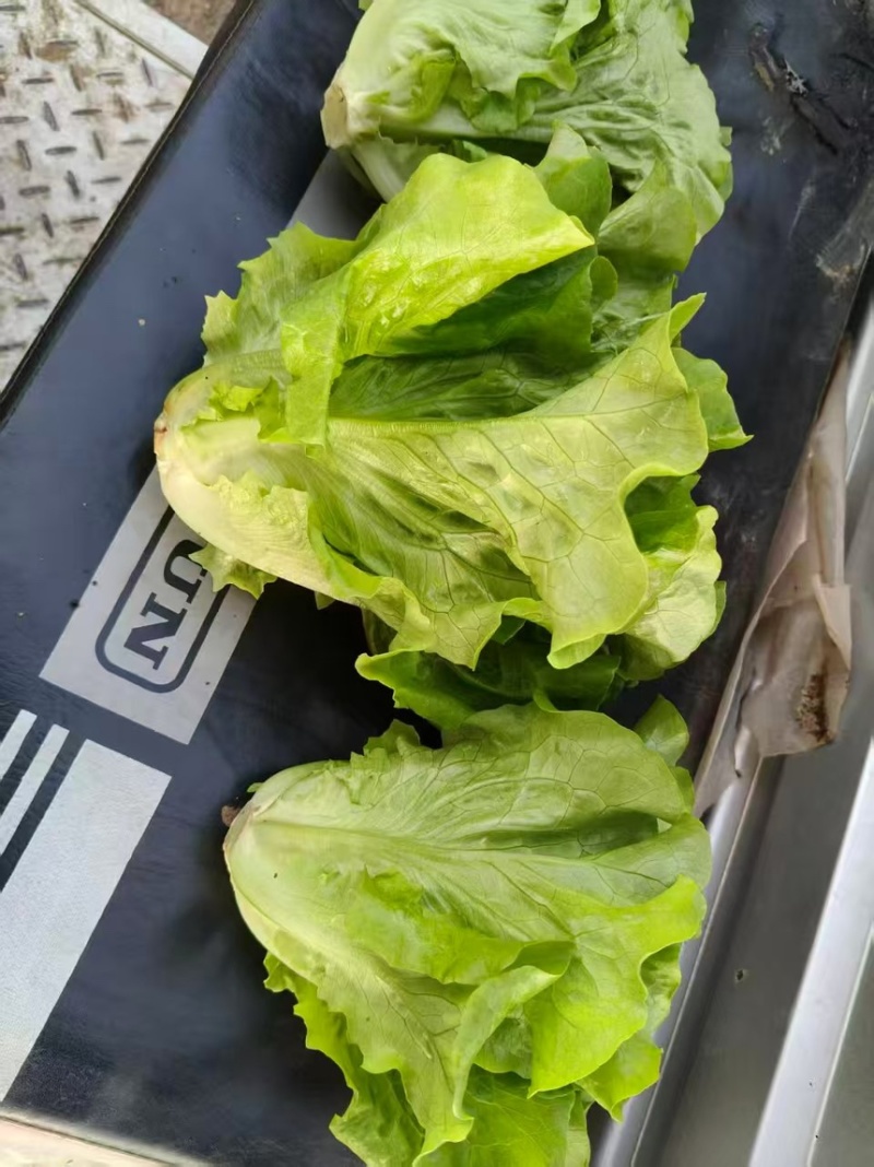 生菜散叶生菜脆内爽口现拔现发产地直供欢迎来电