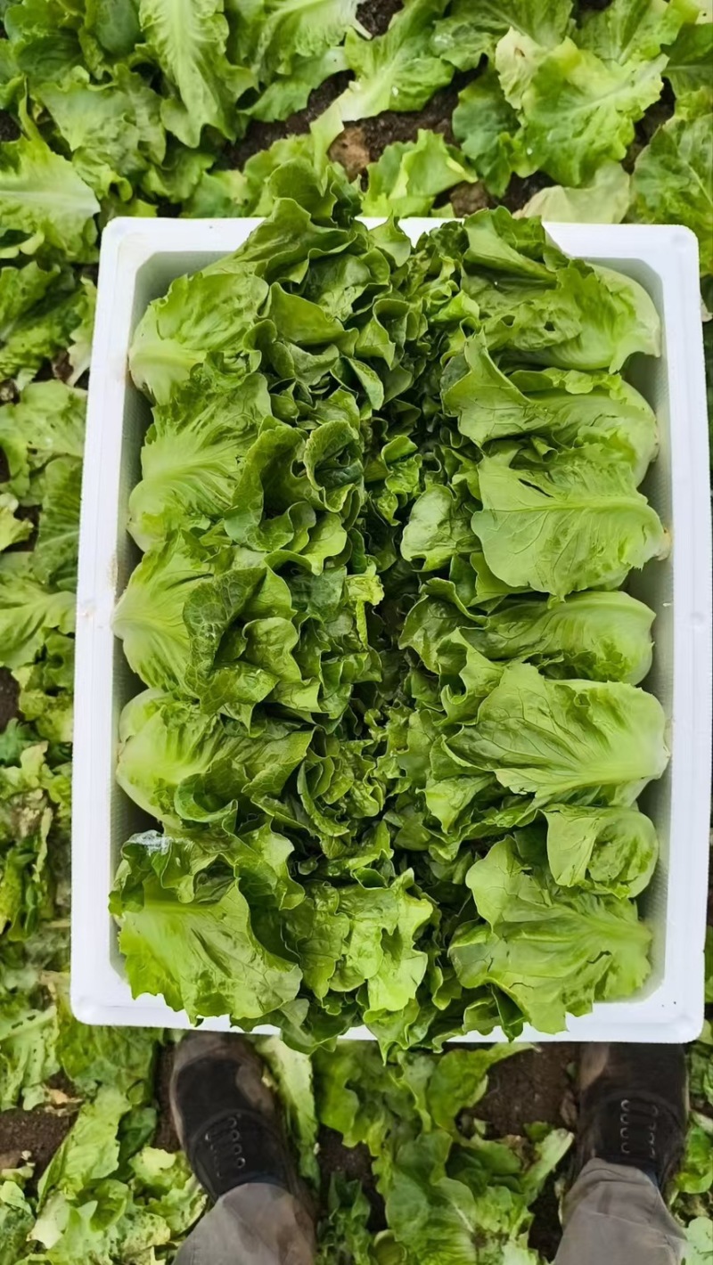 生菜散叶生菜脆内爽口现拔现发产地直供欢迎来电