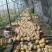 安徽宿州精品金丝搅瓜种植基地现摘现发货源充足欢迎来电