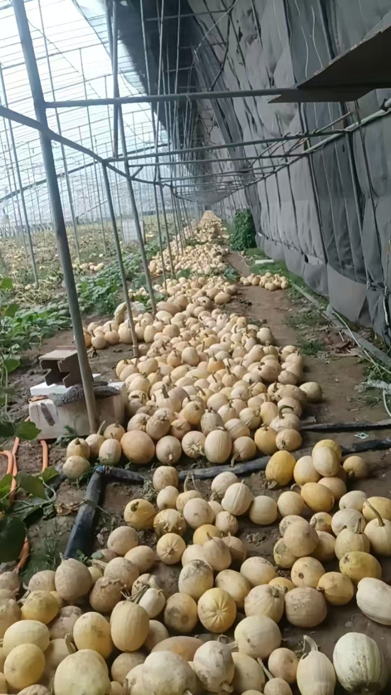 安徽宿州精品金丝搅瓜种植基地现摘现发货源充足欢迎来电
